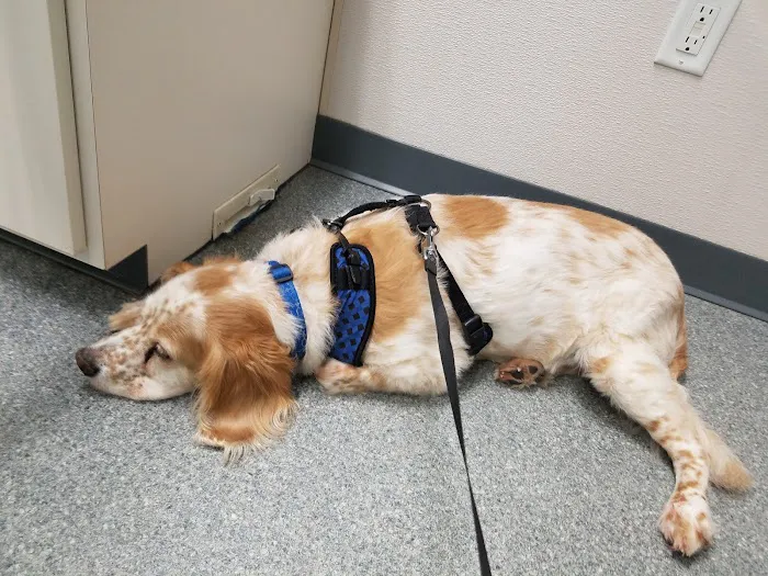 Essex Veterinary Clinic 2