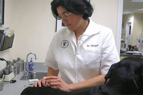 Dr. Stephanie Torlone, DVM, CVA 2