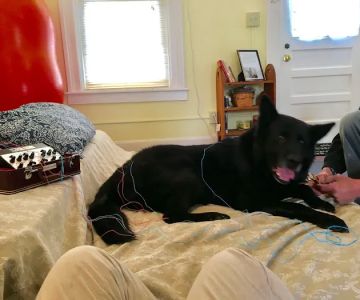 Veterinary Acupuncture and Herbal Medicine