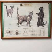 Killingworth Animal Hospital ico