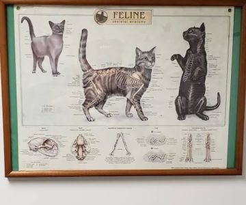 Killingworth Animal Hospital