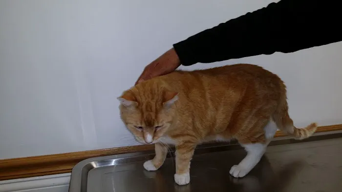 Killingworth Animal Hospital 9