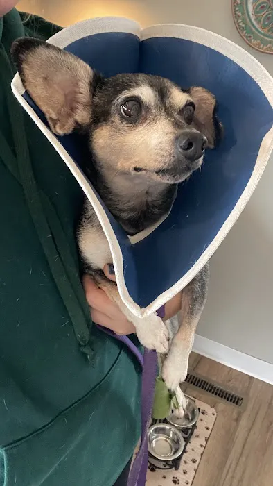 Saybrook Veterinary Hospital 1