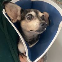 Saybrook Veterinary Hospital ico