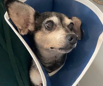 Saybrook Veterinary Hospital