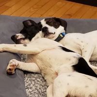 Old Lyme Veterinary Hospital ico