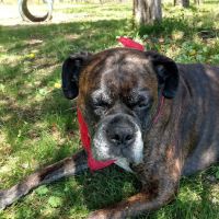 Animal Hospital of Old Saybrook ico