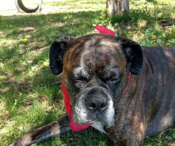 Animal Hospital of Old Saybrook