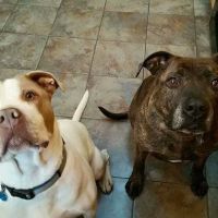 Shoreline Animal Hospital ico