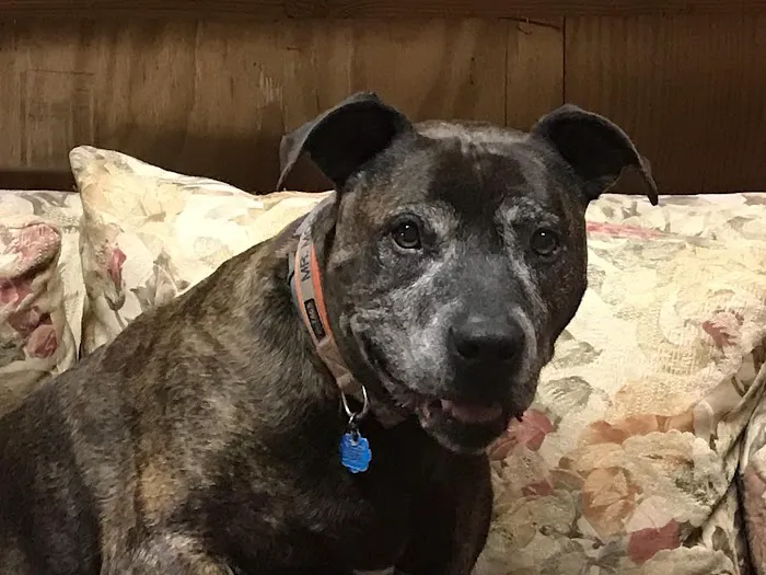 Shoreline Animal Hospital 2