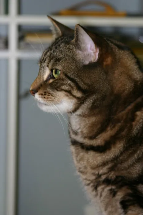 Shoreline Animal Hospital 10