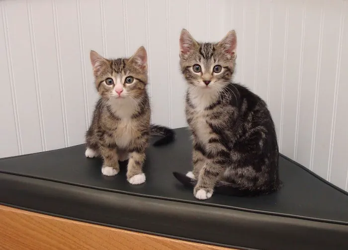 Shoreline Animal Hospital 9