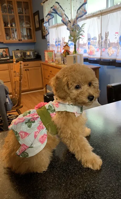 German Flatts Veterinary Clinic 1