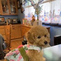 German Flatts Veterinary Clinic ico