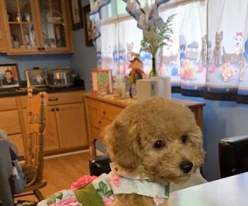 German Flatts Veterinary Clinic