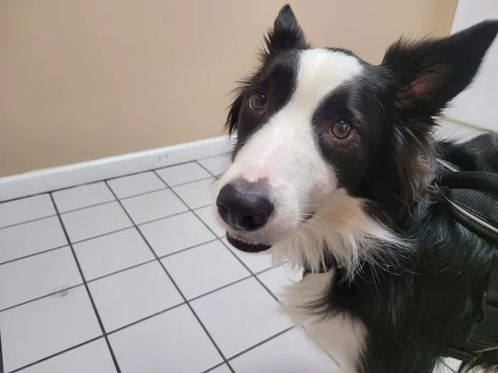 German Flatts Veterinary Clinic 6