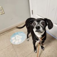 Waterville Veterinary Clinic ico