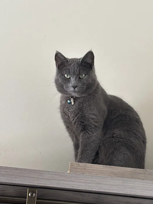 Mohawk Valley Cat Care 9