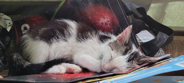 Mohawk Valley Cat Care 4
