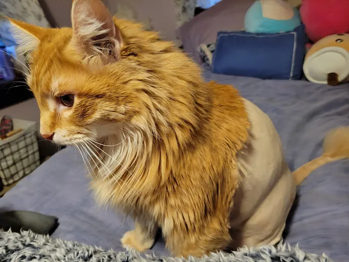 Mohawk Valley Cat Care 5