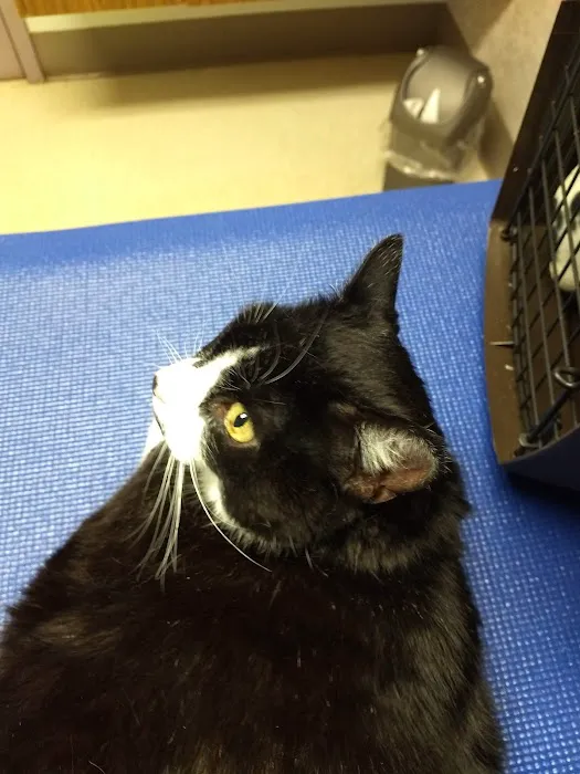 VCA Cazenovia Animal Hospital 7
