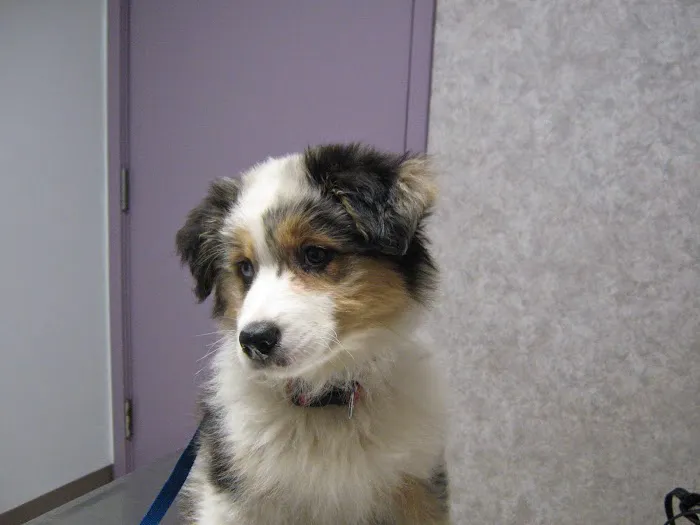 VCA Cazenovia Animal Hospital 10