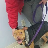 Lawton's Animal Hospital ico
