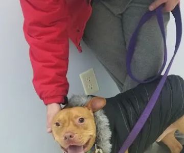 Lawton's Animal Hospital