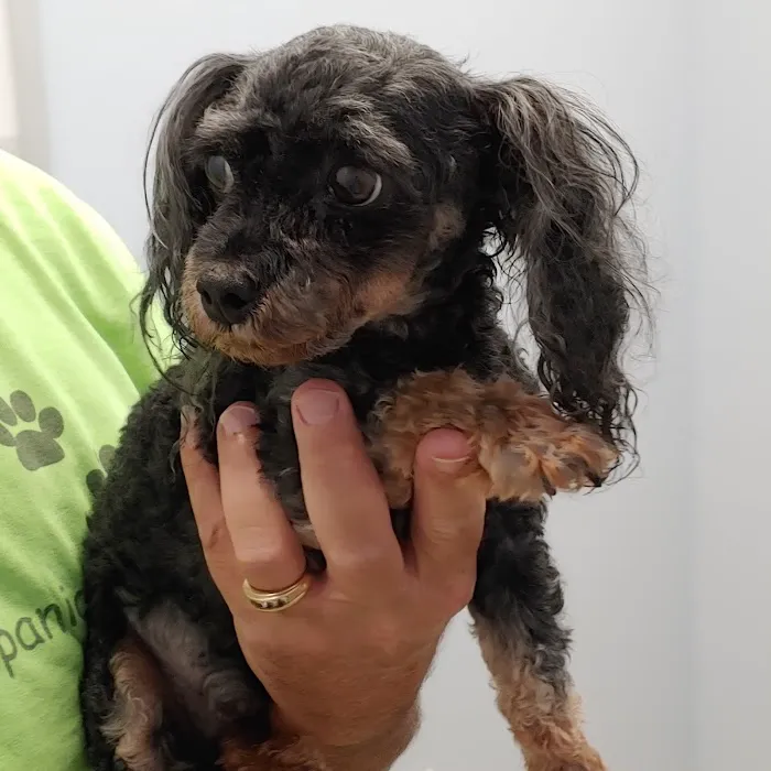 Lawton's Animal Hospital 3