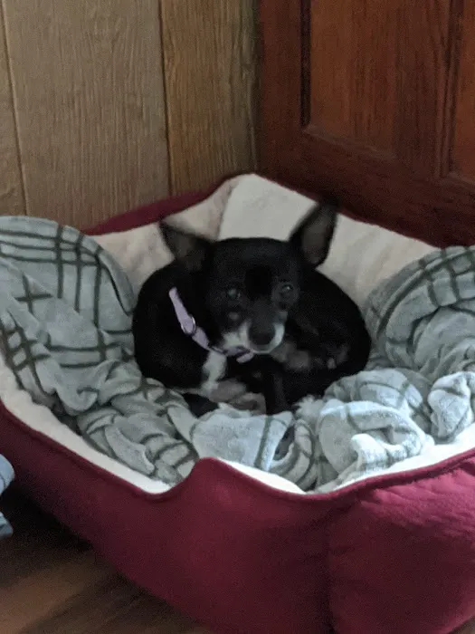 Upstate Animal Clinic Management Inc 5