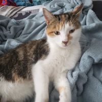 Upstate Animal Clinic Management Inc ico
