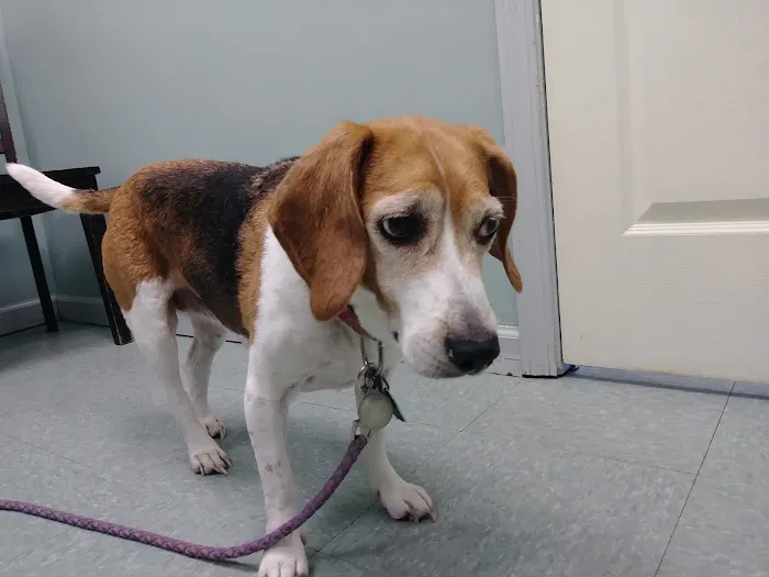 Upstate Animal Clinic Management Inc 3