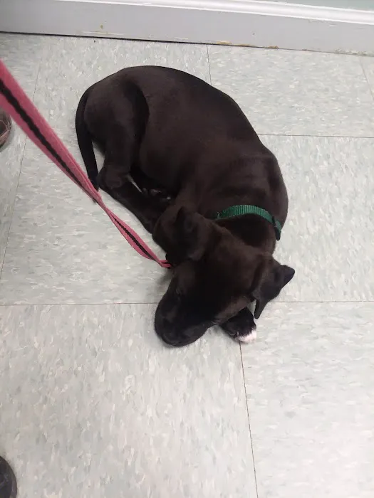 Upstate Animal Clinic Management Inc 7