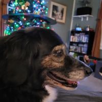 Clinton Pet Vet ico