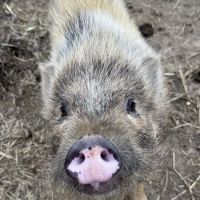 NC Mobile Veterinary Services ico