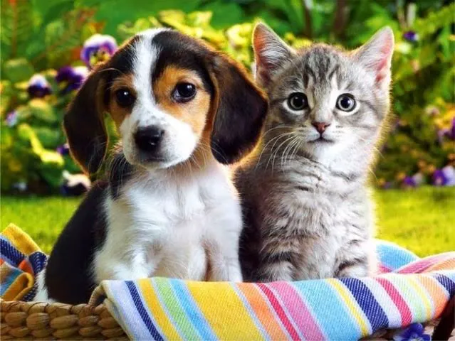 La Crosse Animal Hospital 8