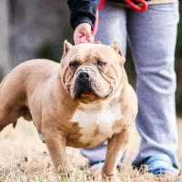 La Crosse Animal Hospital ico