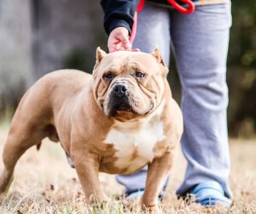 La Crosse Animal Hospital