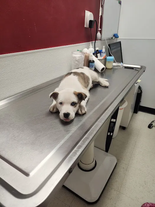 The Outpatient Veterinary Clinic 1