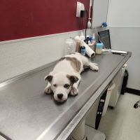 The Outpatient Veterinary Clinic ico