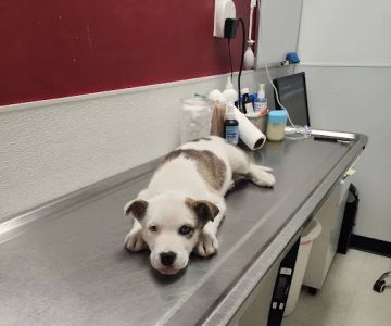 The Outpatient Veterinary Clinic