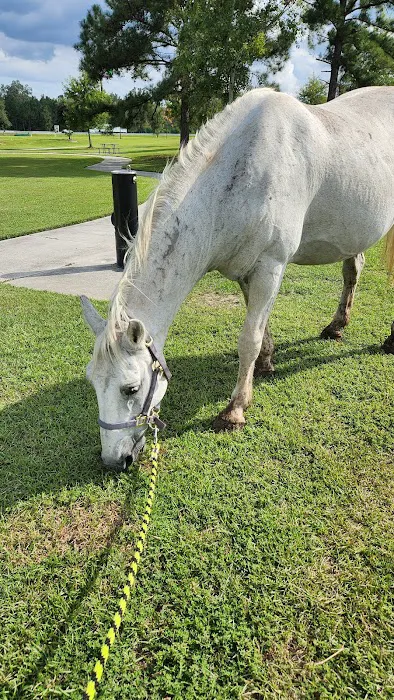 Greenville Mobile Equine Services 8