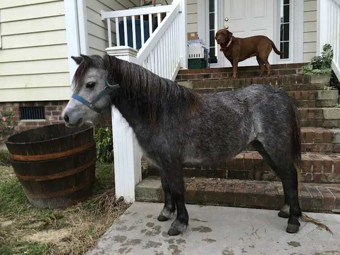 Greenville Mobile Equine Services 1