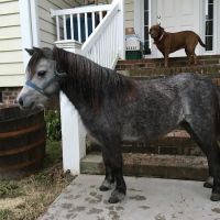 Greenville Mobile Equine Services ico