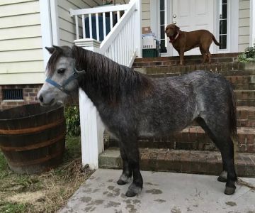 Greenville Mobile Equine Services