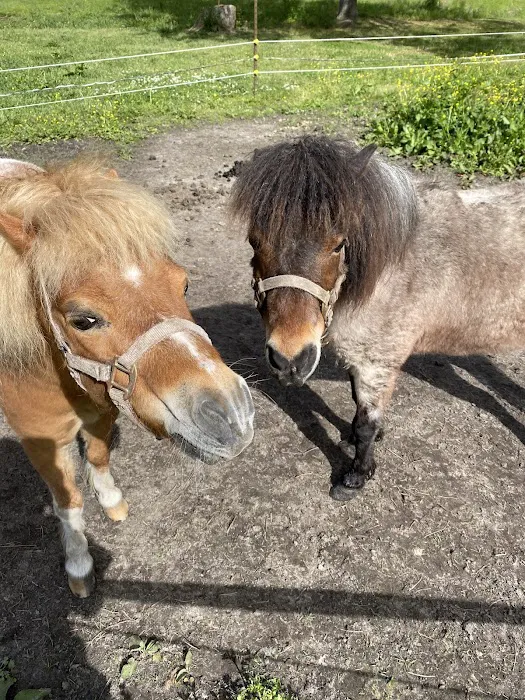 Greenville Mobile Equine Services 9