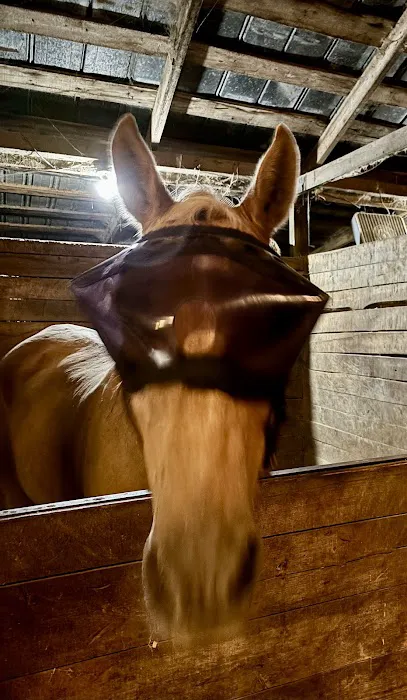 Greenville Mobile Equine Services 6