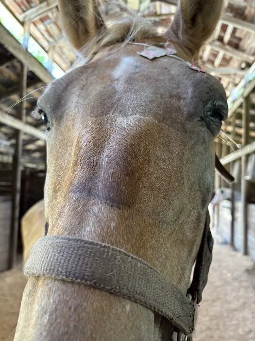 Greenville Mobile Equine Services 4