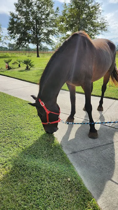 Greenville Mobile Equine Services 3