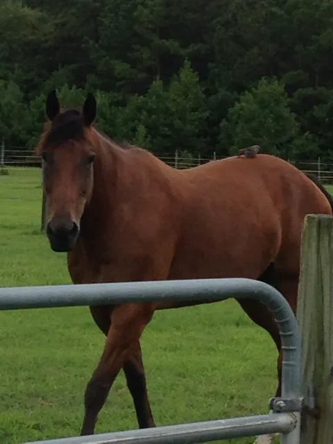 Greenville Mobile Equine Services 10